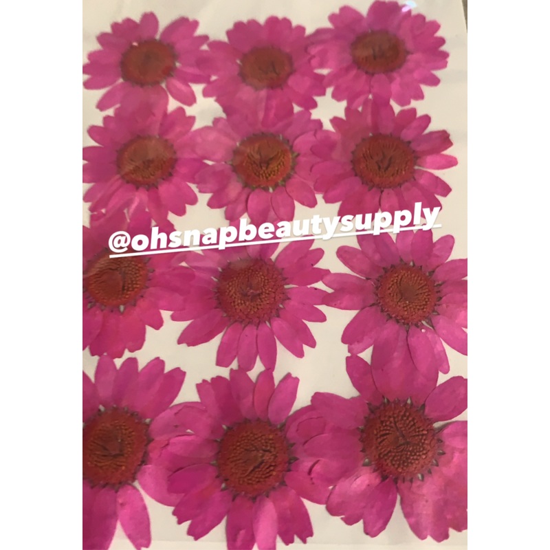 Hot Pink / Fuchsia – Large Dried Flowers