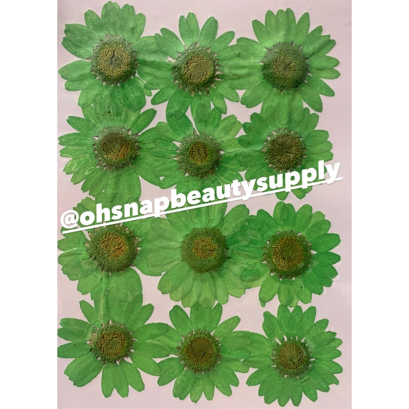 Green – Large Dried Flowers