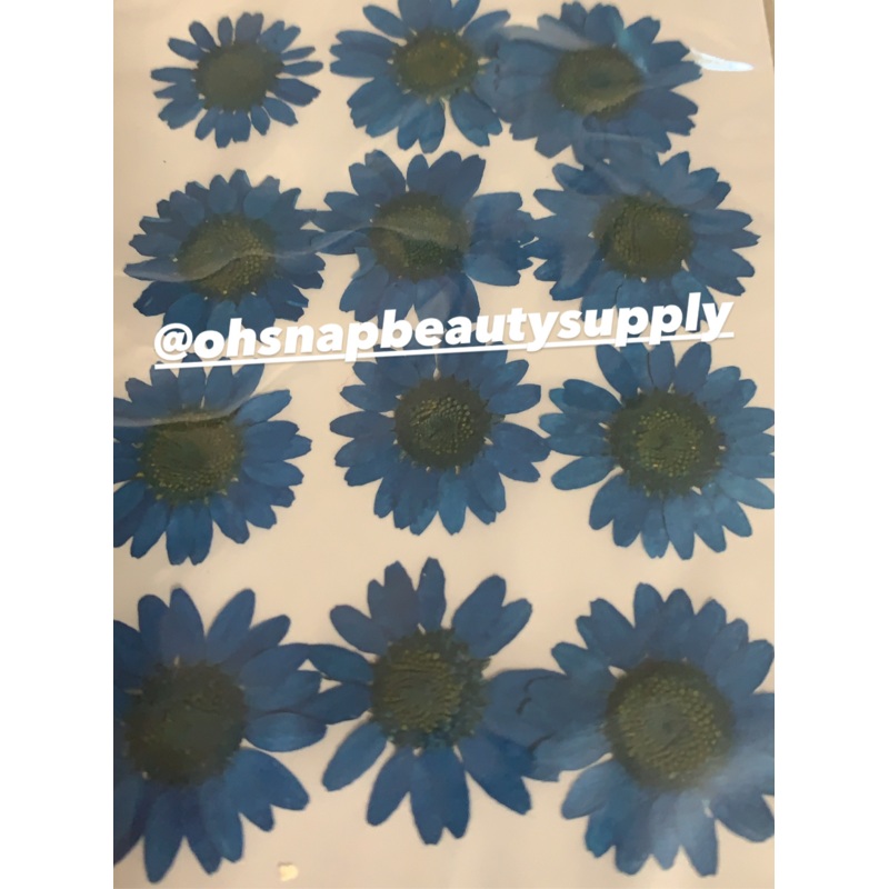 Blue – Large Dried Flowers