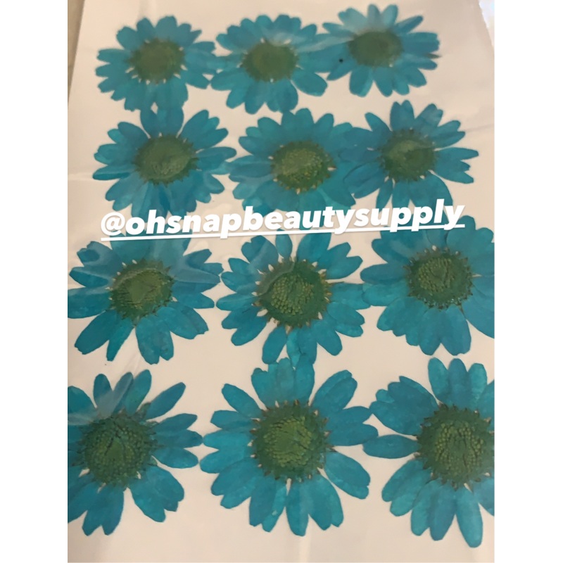 Ocean – Large Dried Flowers